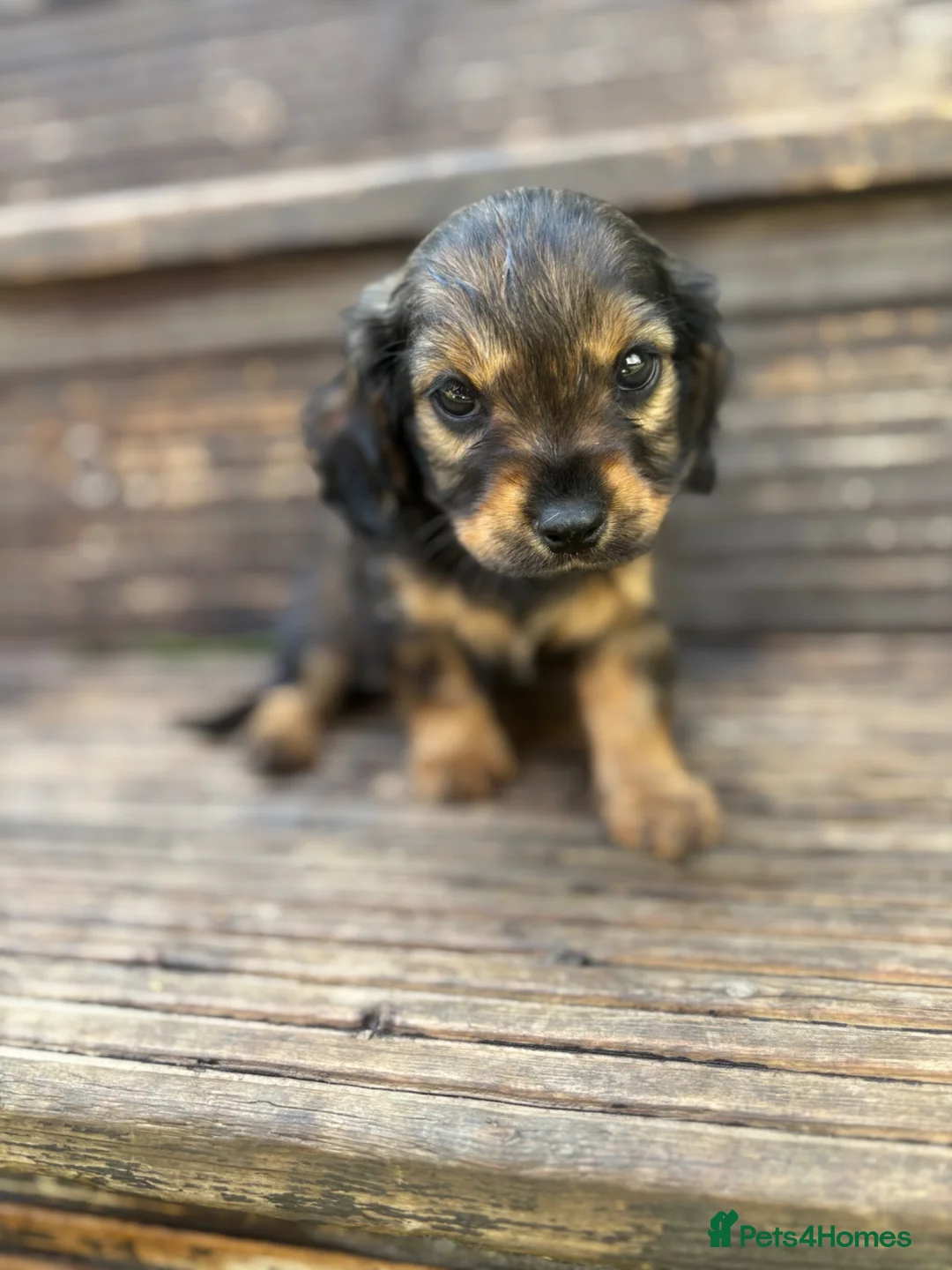 Mixed Breed dogs for sale: DASHALIER PUPPIES Cavalier X dachshund in Saffron Walden - Advert 2