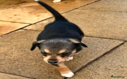 Mixed Breed dogs for sale: Sprollie x husky puppies  - Image 24