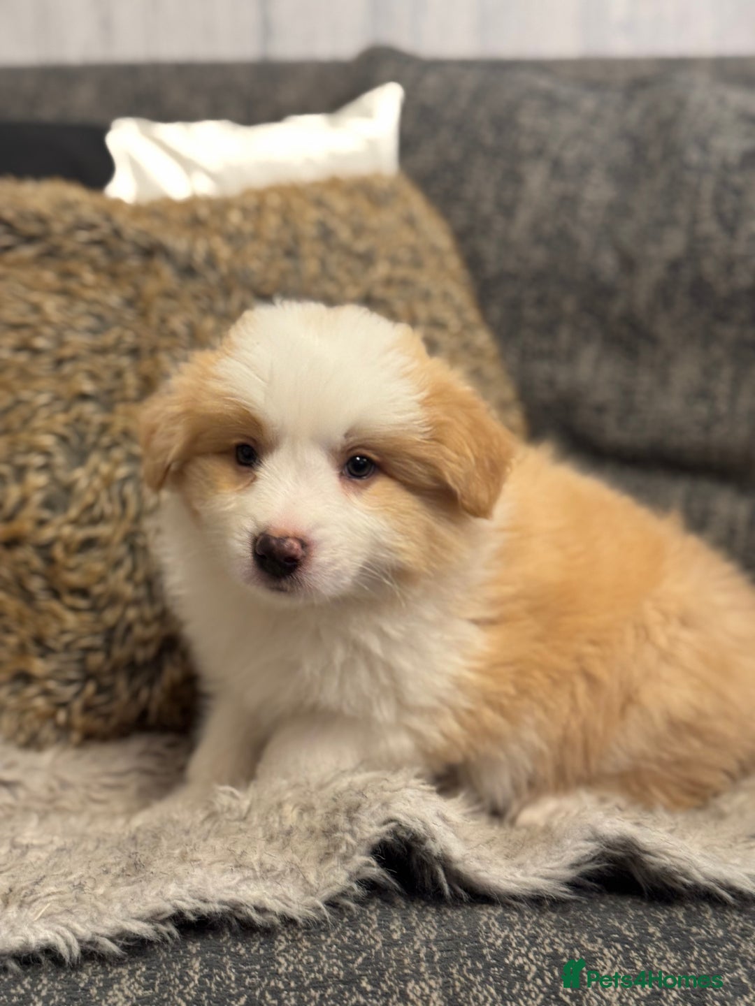 Border Collie dogs for sale: Pure Bred Border Collie Puppies For Sale - Advert 39