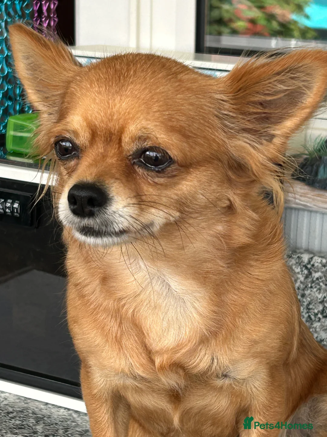 Chihuahua dogs for sale: Long haired chihuahua’s  - Advert 1