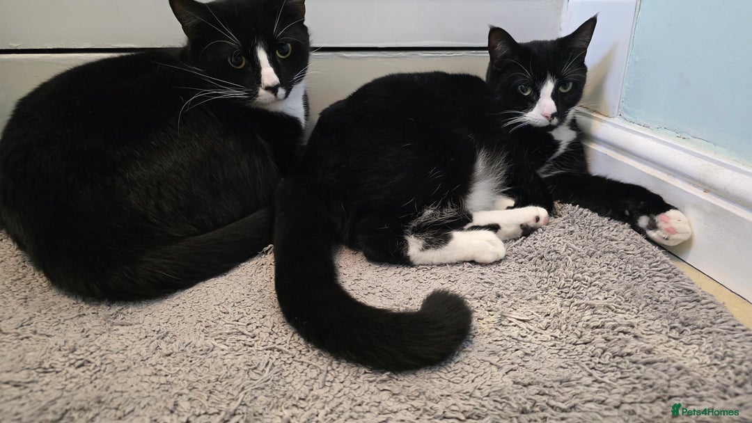 Domestic Shorthair cats for sale: Callie & Clive - Image 9