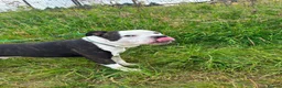 Mixed Breed dogs for stud: Aged 5 Gentle Staffie x Alapaha Blue Blood Bulldog - Advert 18