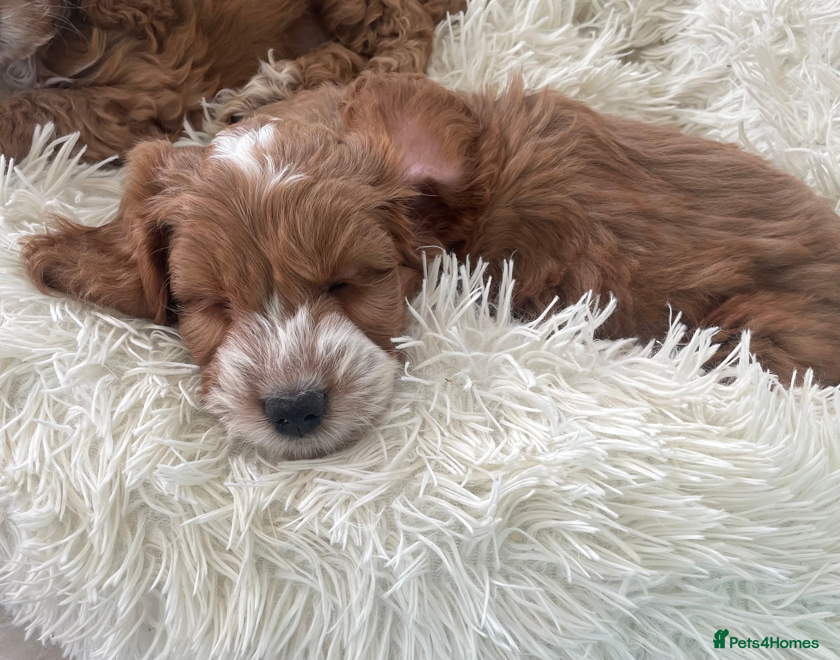Cockapoo dogs F1 MINIATURE  SHOW-LINE COCKAPOO PUPPIES  - Advert 2