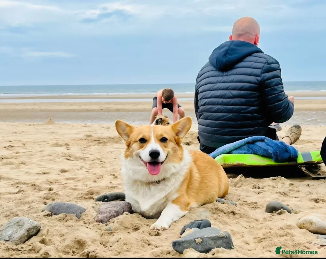Welsh Corgi Pembroke dogs for sale: Stunning KC Registered Girl Dove Available.  - Advert 34