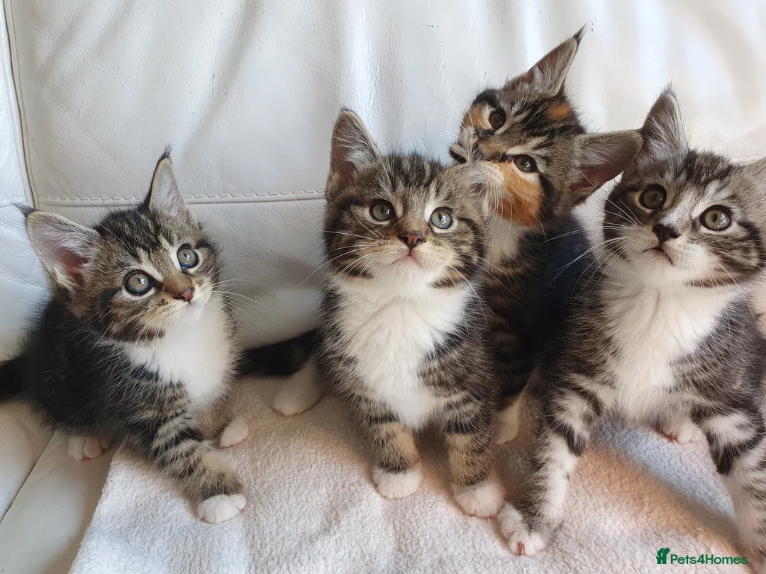 Maine Coon cats for sale: 5 Lovely Maine Coon cross kittens for sale - Advert 28