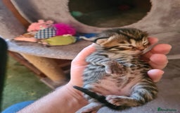 Bengal cats for sale: Kittens x bengal  - Advert 6