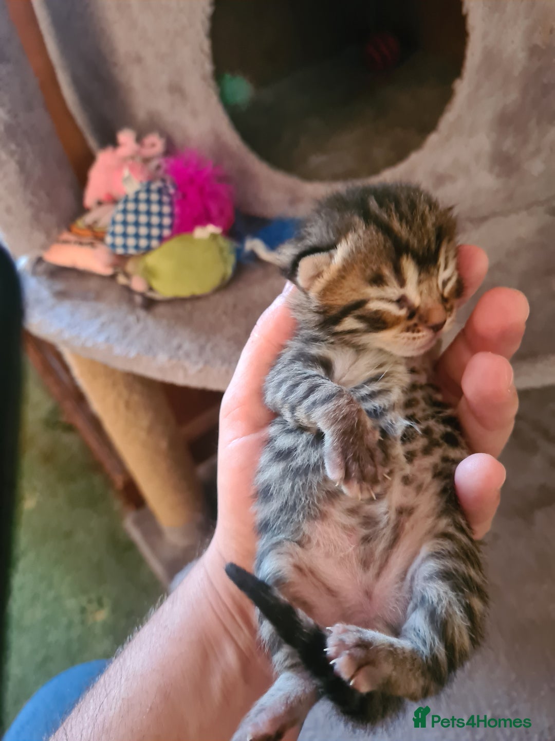 Bengal cats for sale: Kittens x bengal  - Advert 6