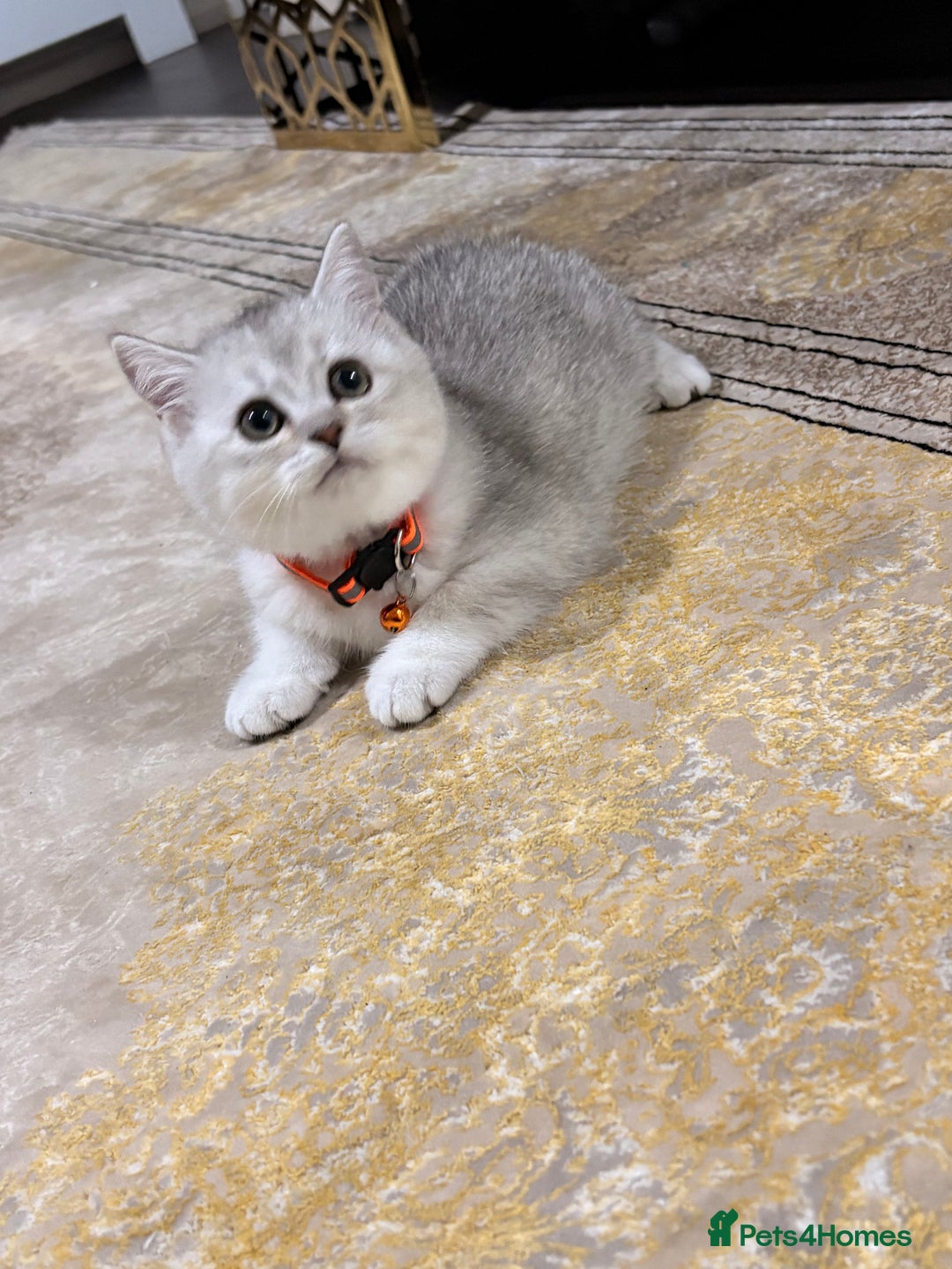 Kitten for sale in London Pets4Homes