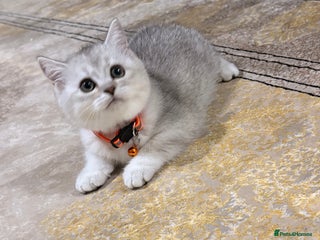 British Shorthair cats - Advert 32