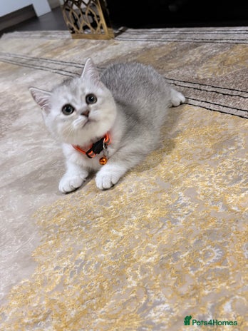 British Shorthair cats - Advert 1