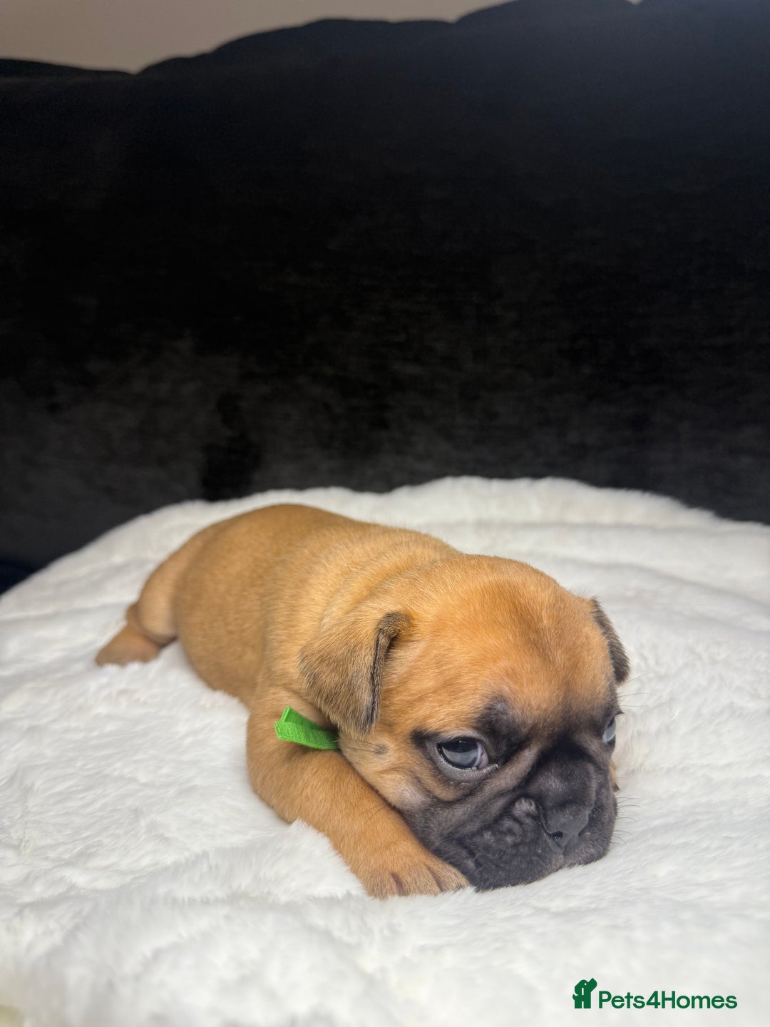French Bulldog dogs for sale: French Bulldog puppies - Advert 14