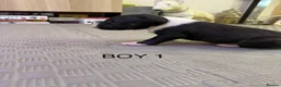 English Bull Terrier dogs for sale: English bull terrier puppys in Grays - Advert 14
