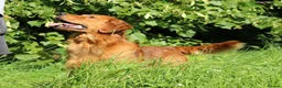 Golden Retriever dogs for stud: EXTENSIVELY health tested with excellent results! in Newark - Advert 11