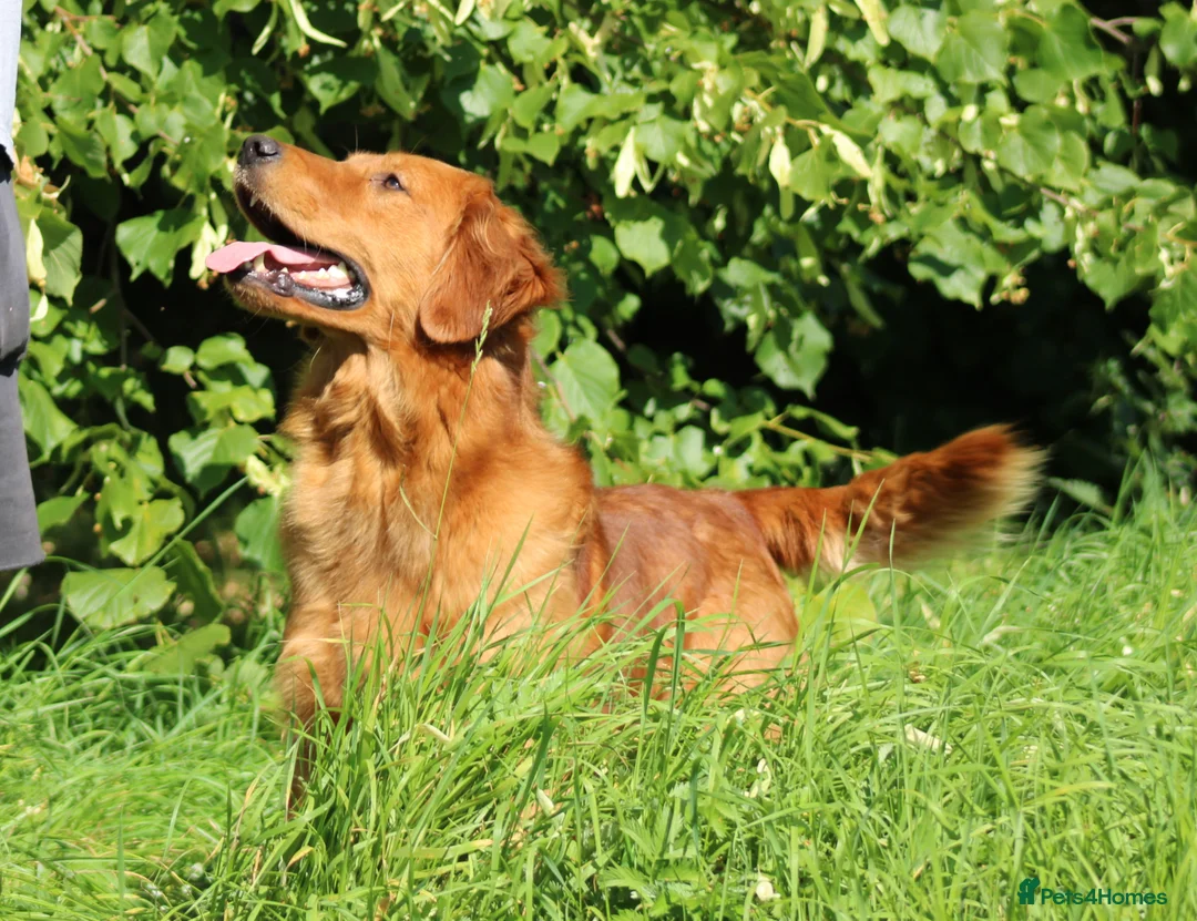 Golden Retriever dogs for stud: EXTENSIVELY health tested with excellent results! in Newark - Advert 11