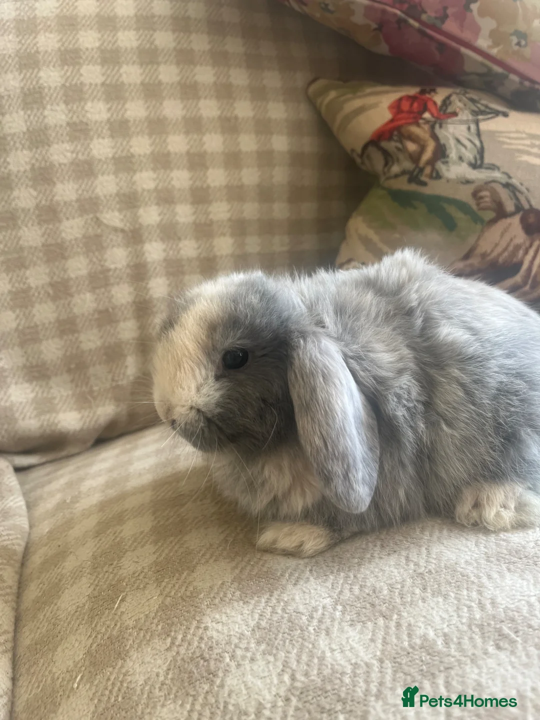Mini Lop rabbits for sale: Gorgeous mini lops - Advert 37