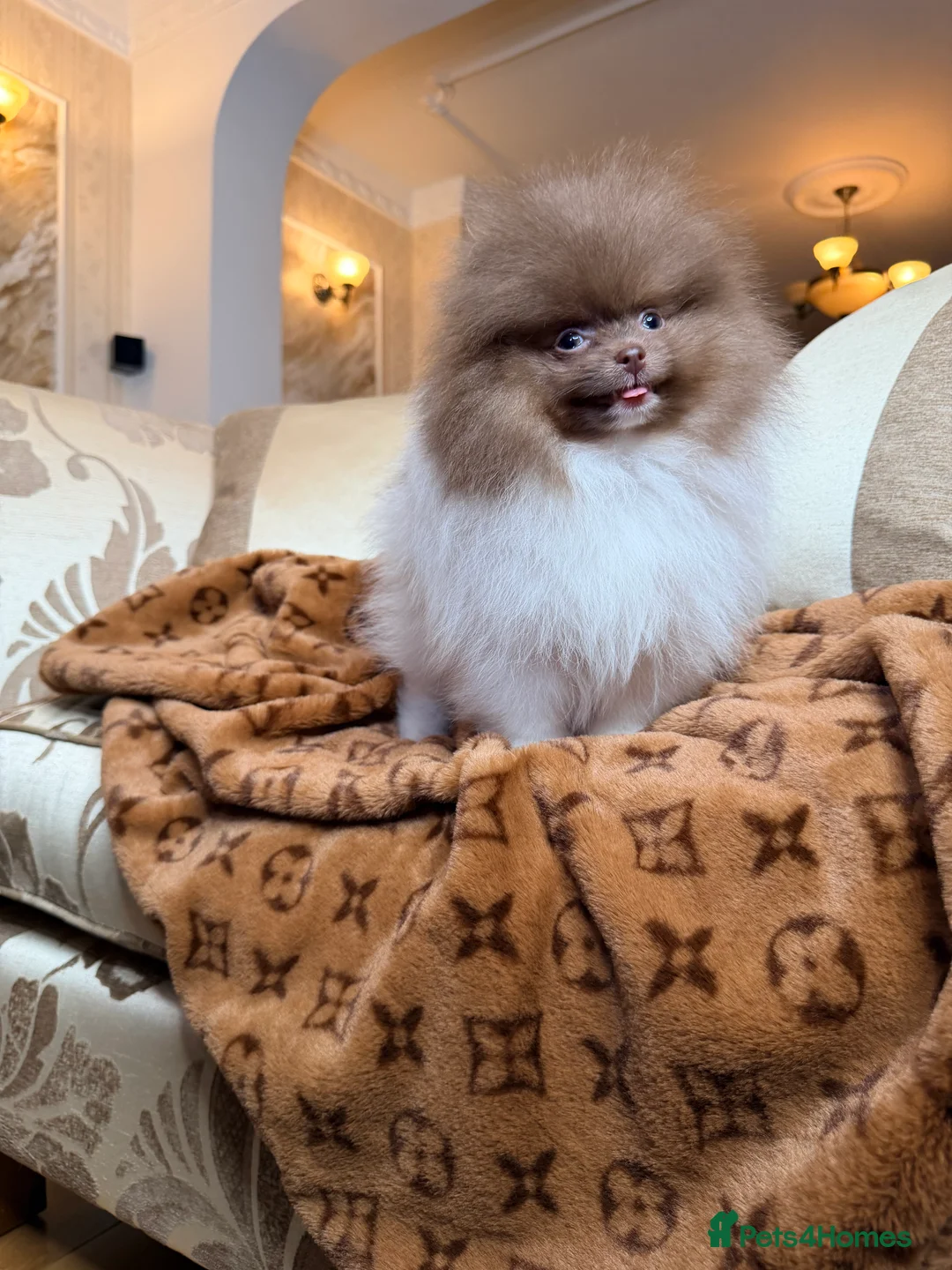 Pomeranian dogs for sale: Cute Pomeranian Boys and Girls  - Advert 4