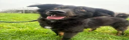 Mixed Breed dogs for adoption: Newton - Norwich Norfolk  - Advert 4
