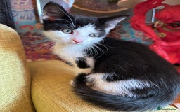 Mixed Breed cats for sale: 7 happy kittens ready for their new home - Image 8