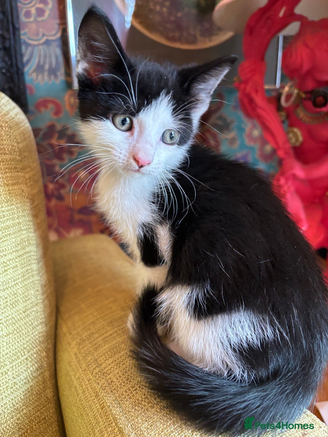 Mixed Breed cats for sale: 7 happy kittens ready for their new home - Image 8