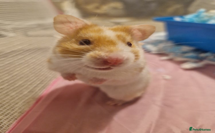 Hamster rodents - Advert 1