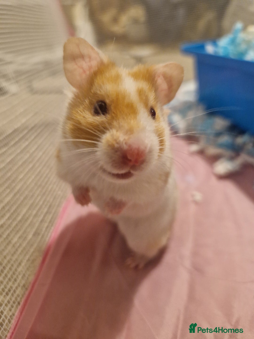 Hamster rodents for sale: Hamster with cage & accessories  - Image 1