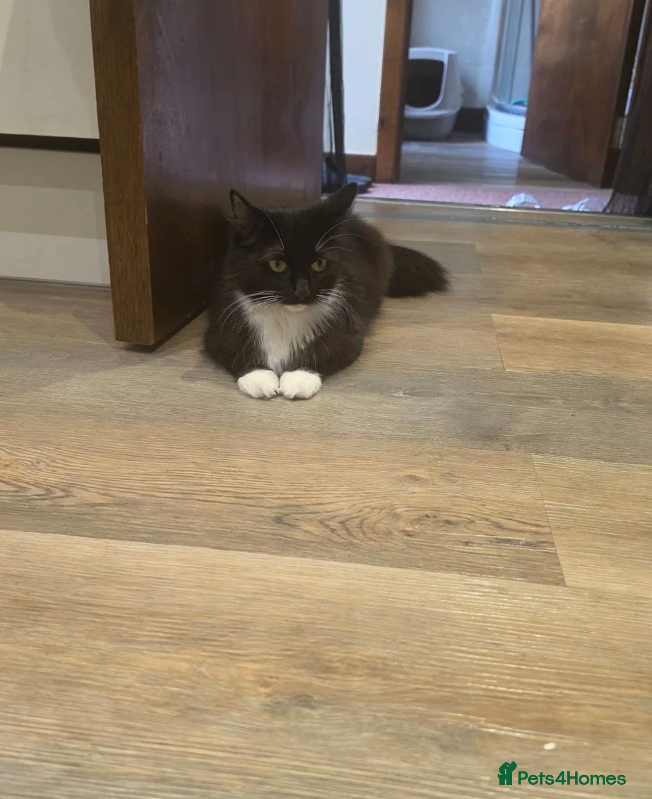 Mixed Breed cats Playful kittens  - Advert 6