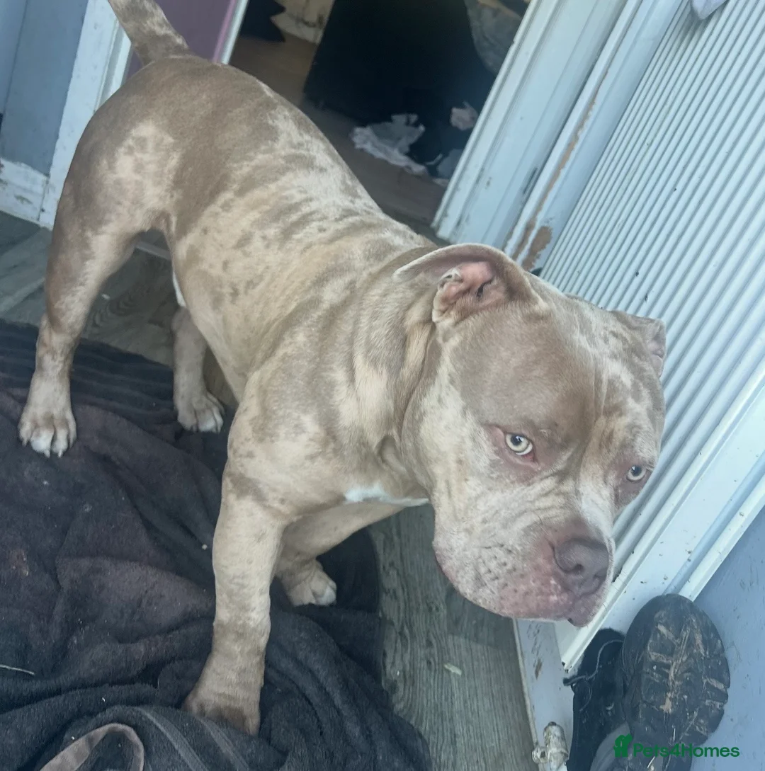 American Bully dogs for stud: 🔥 STUD AVAILABLE 🔥  in Dagenham - Advert 1