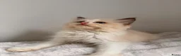 Ragdoll cats for sale: Stunning READY TO LEAVE RAGDOLLS - Advert 11