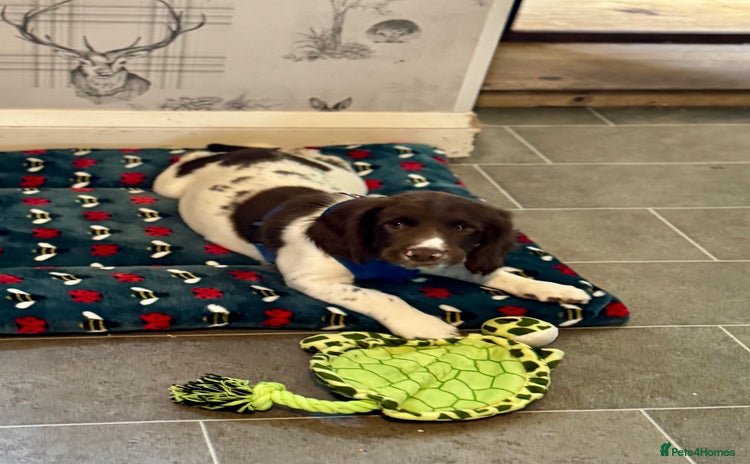 Sprocker dogs - Advert 4