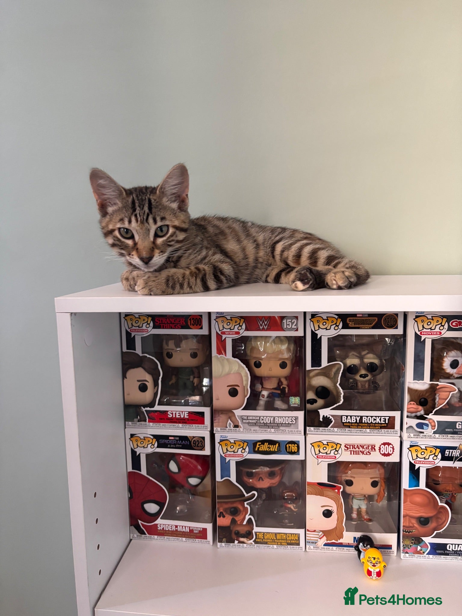 Bengal cats Female Bengal Kitten for sale  - Advert 1
