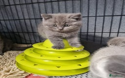 British Shorthair cats for sale: Lilac & Blue BSH Kittens Healthy GCCF Pedigree  - Image 18