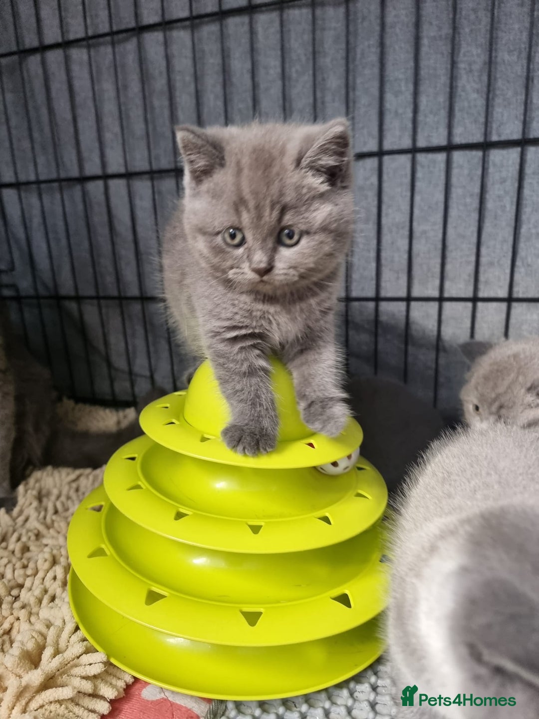 British Shorthair cats for sale: Lilac & Blue BSH Kittens Healthy GCCF Pedigree  - Image 18