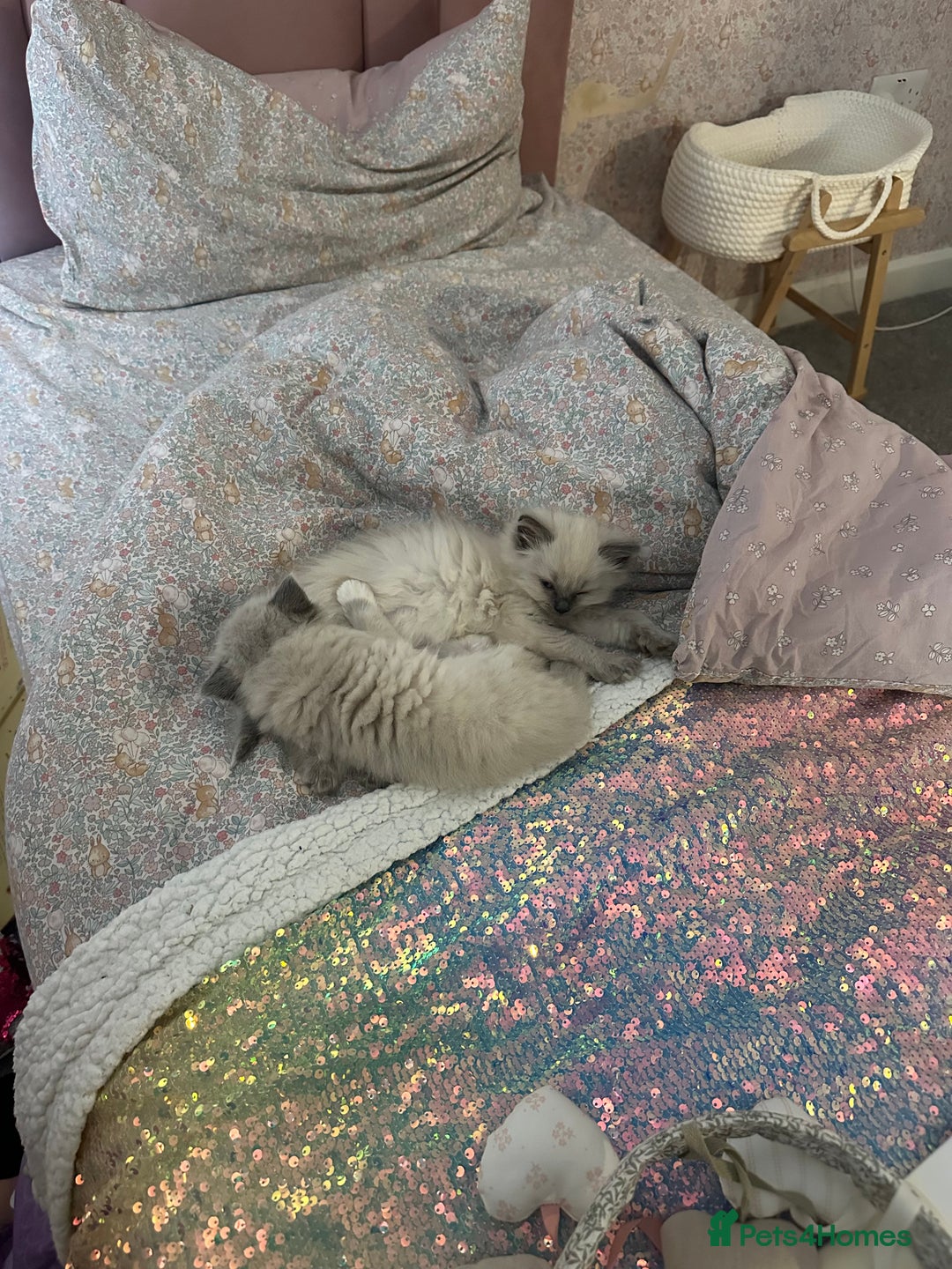 Ragdoll cats for sale: 2 PURE BRED CHAMPION LINE RAGDOLLS READY NOW - Advert 4