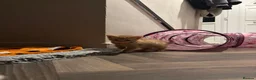 Mixed Breed cats for sale: Three ginger kittens🧡 - Advert 10