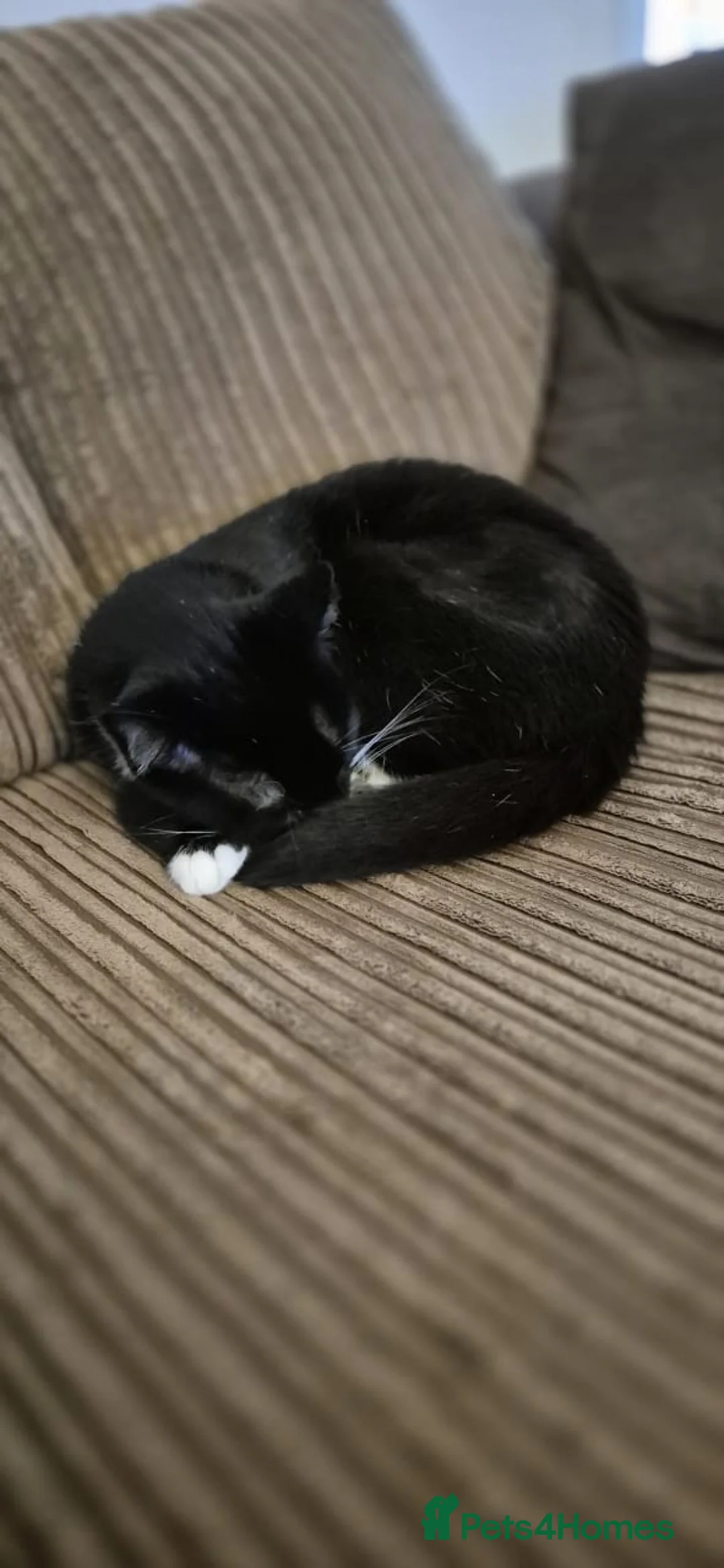 Bombay cats for sale: Beautiful female cat for rehoming  - Advert 2