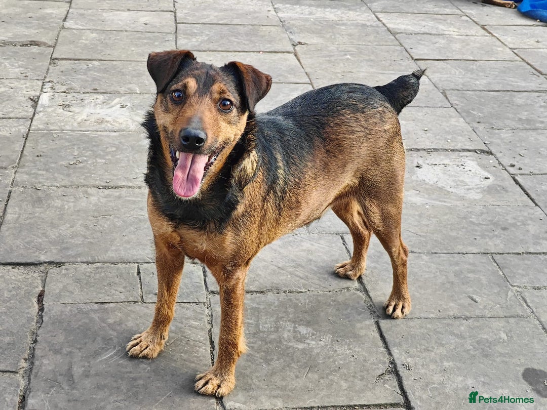 Mixed Breed dogs for adoption: 💙🐶 STAS 🐶💙 - Image 8