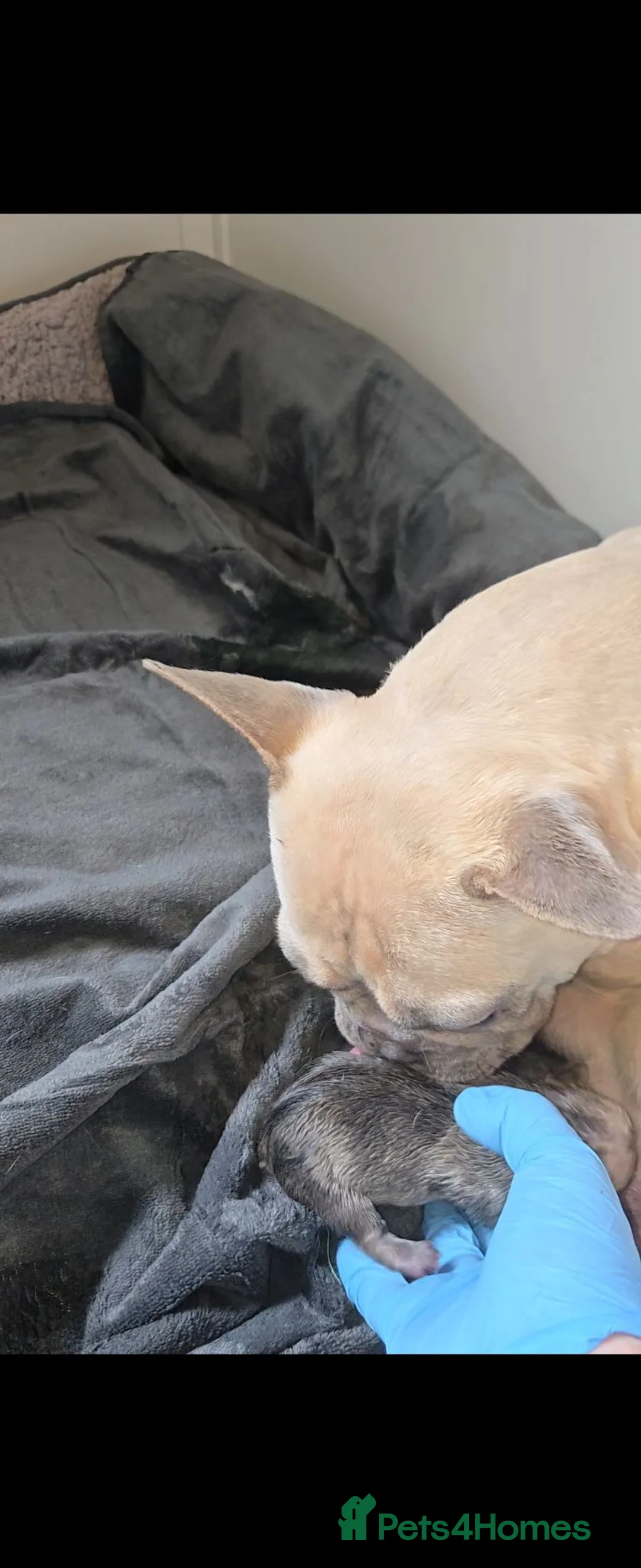 French Bulldog dogs for sale: last boy left in the litter in Preston - Advert 1