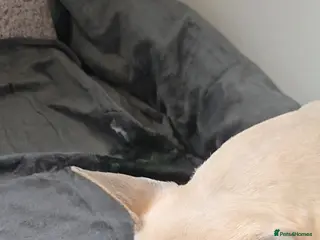 French Bulldog dogs last boy left in the litter - Advert 6