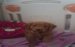 Cockapoo dogs for sale: Gorgeous Red, Golden & Apricot F1 Cockapoos - Image 9