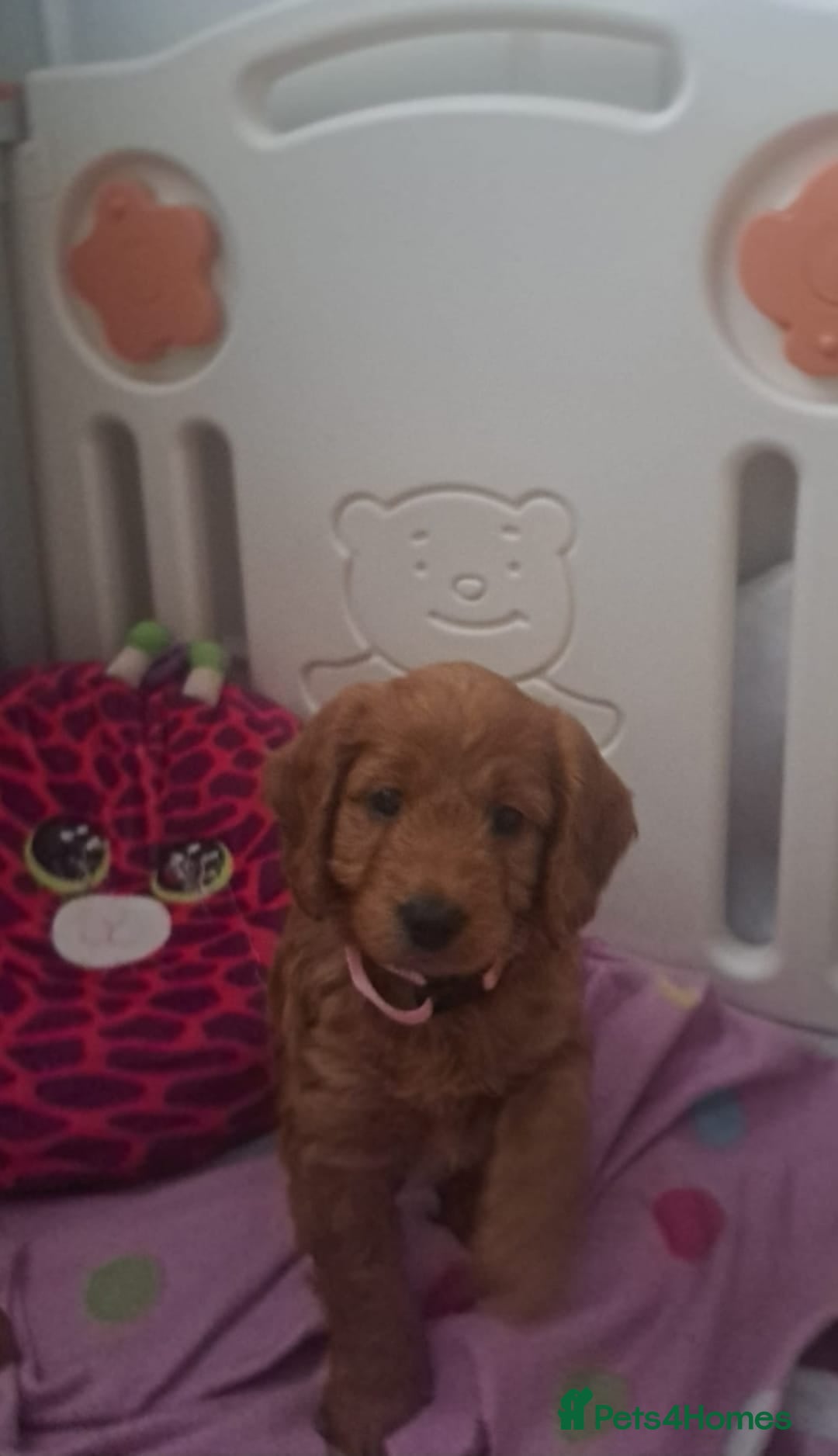 Cockapoo dogs for sale: Gorgeous Red, Golden & Apricot F1 Cockapoos - Image 9