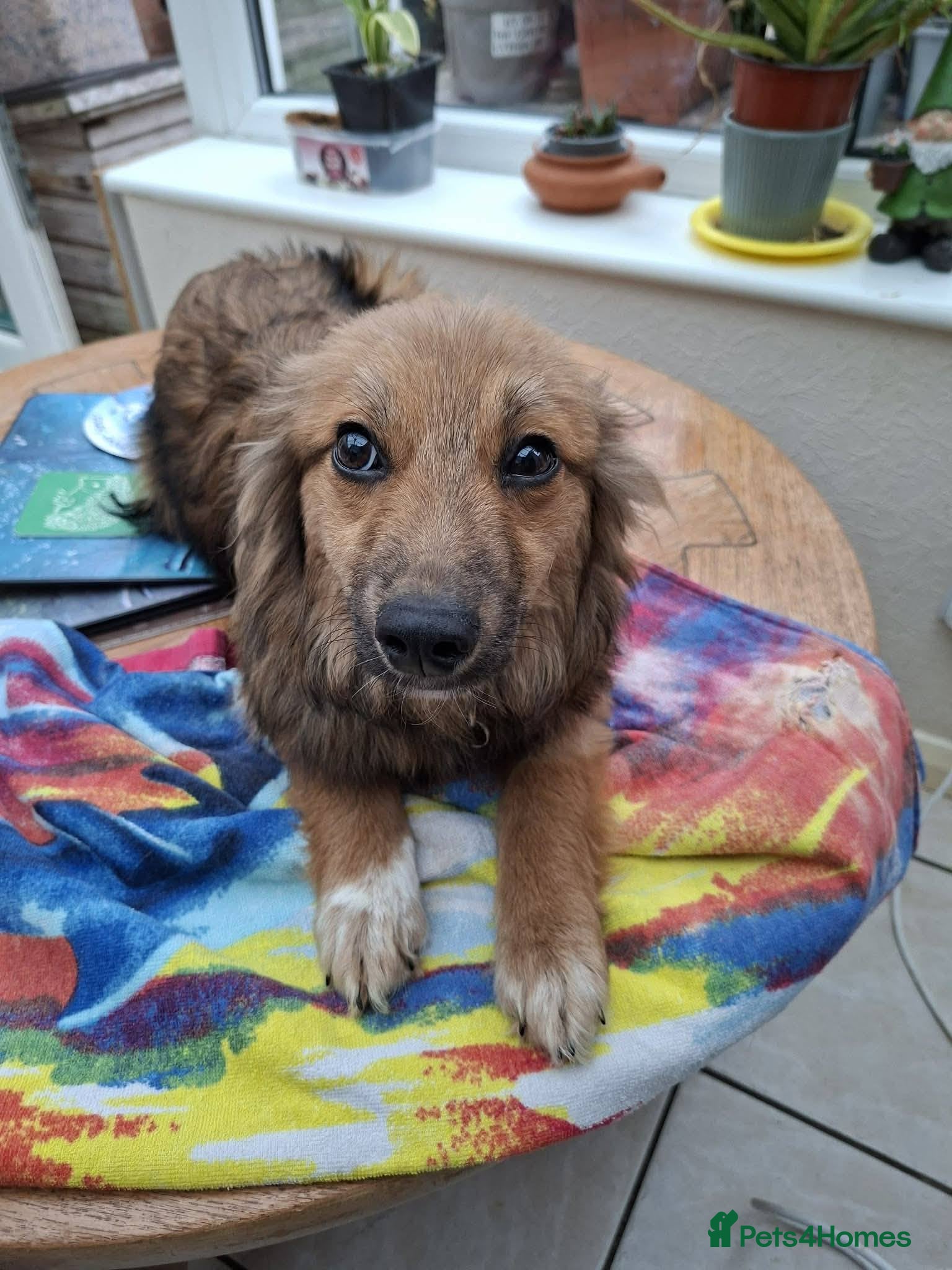 Mixed Breed dogs for adoption: Blossom for adoption in Bedford - Advert 12