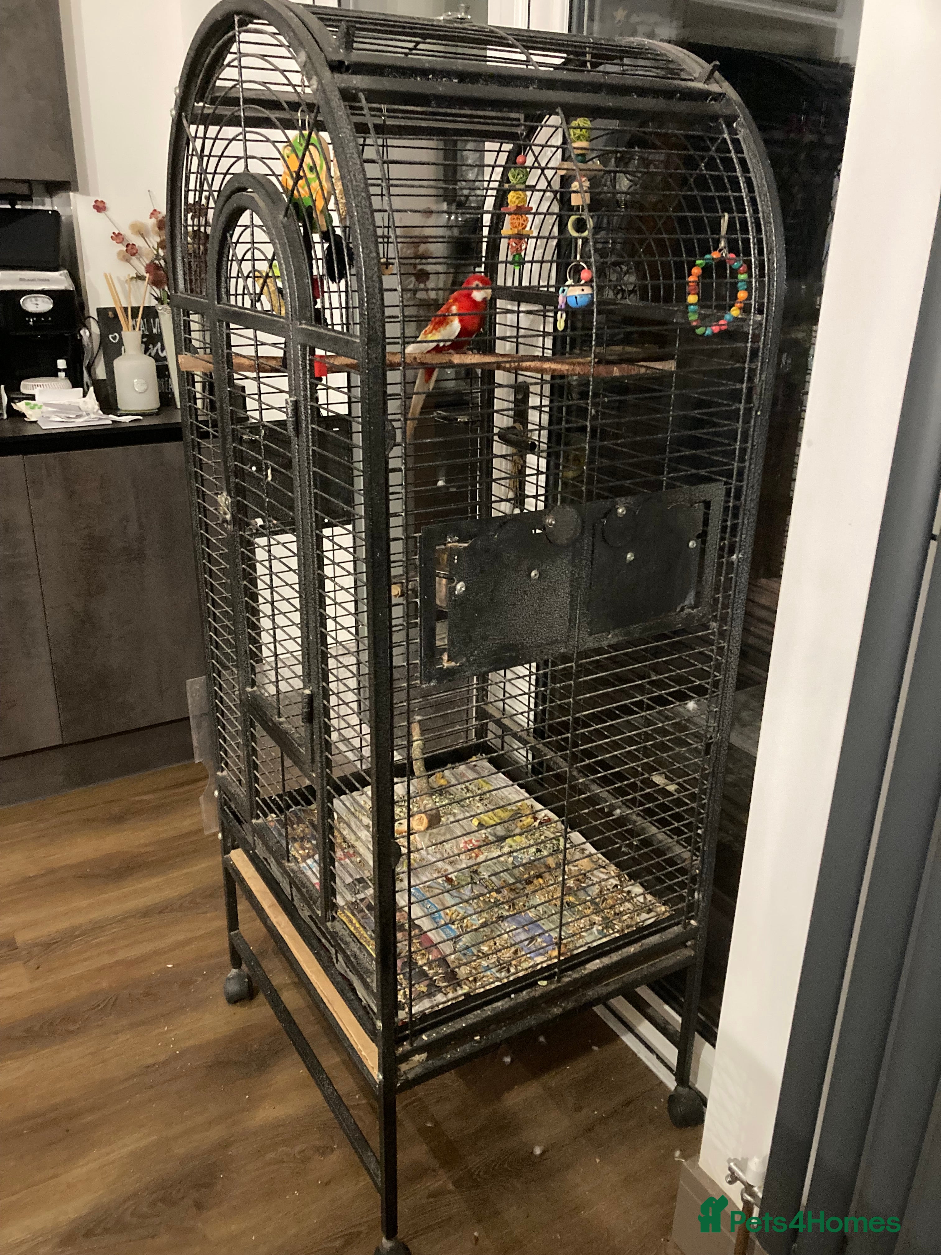 Parrots birds Rosella  - Advert 4