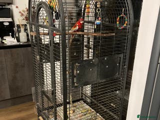 Parrots birds Rosella - Advert 4