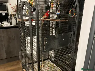 Parrots birds Rosella - Advert 8