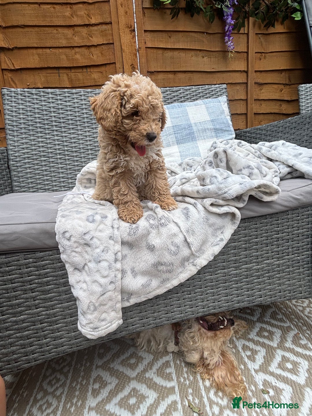 Toy Poodle dogs for sale: Last Toy Poodle Girl Waiting for her Forever Home - Image 10