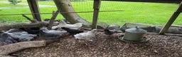 Chickens poultry for sale: Cockerels For Sale  - Advert 2