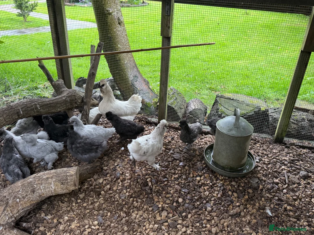 Chickens poultry for sale: Cockerels For Sale  - Advert 2