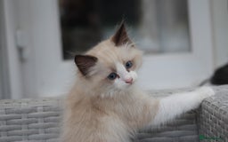 Ragdoll cats for sale: 🐈✨ Tica Registered Ragdoll Kittens in Tamworth - Image 12