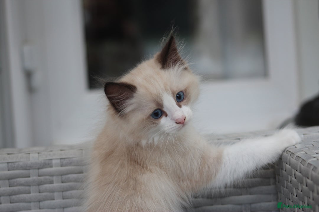 Ragdoll cats for sale: 🐈✨ Tica Registered Ragdoll Kittens in Tamworth - Image 12