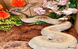 Python Snake reptiles for sale: Royal pythons looking for new home - Image 12